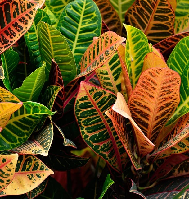 How to grow Croton Plants