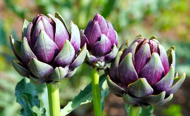 How to grow Globe Artichokes