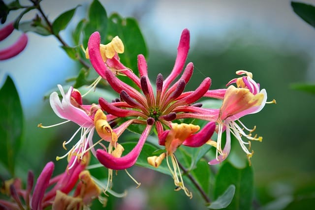 How to grow Honeysuckle (Lonicera)