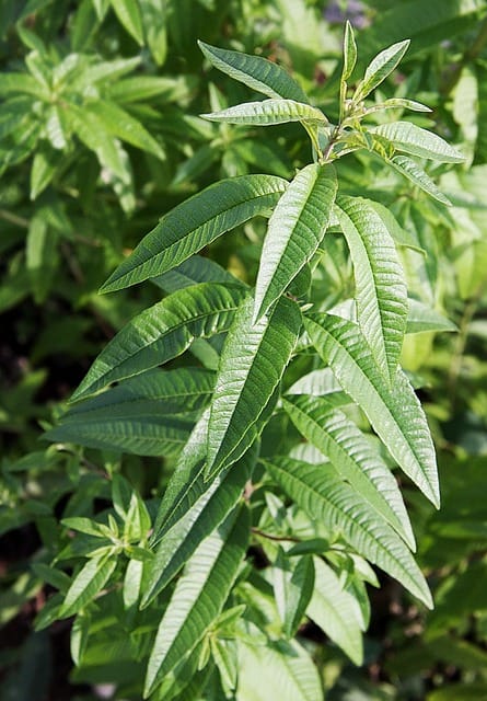 How to grow Lemon verbena