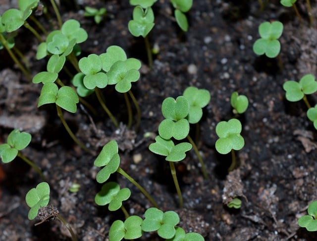 How to grow Microgreens