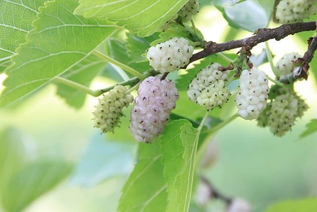 How to grow Mulberries