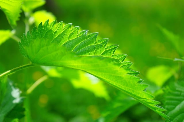 How to grow Nettles