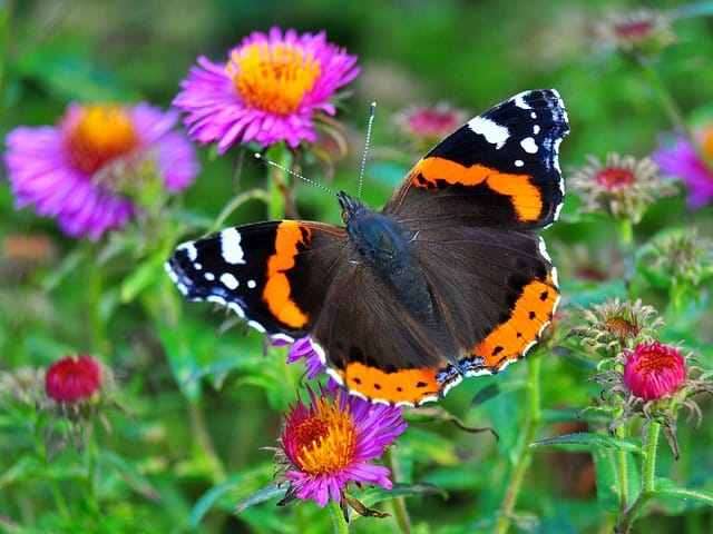 Promoting pollinators: Red admirals