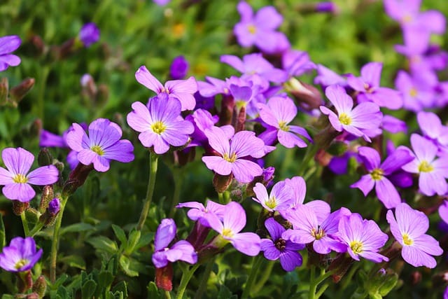 How to grow Rock Cresses