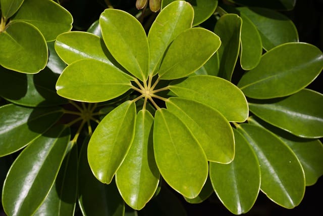 How to grow Schefflera Plants