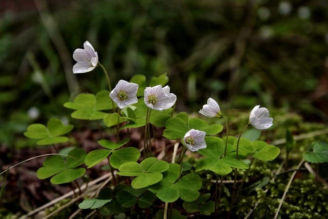 How to grow Sorrel